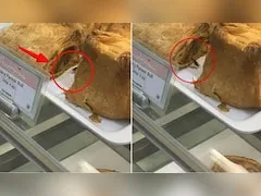 मुंबई : हाइजीन को लेकर गंभीर लापरवाही; पनीर रोल के ट्रे के पास कॉकरोच