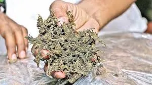 मुंबई अंतरराष्ट्रीय हवाई अड्डे पर 16 करोड़ रुपये मूल्य की हाइड्रोपोनिक घास और सोने की धूल जब्त