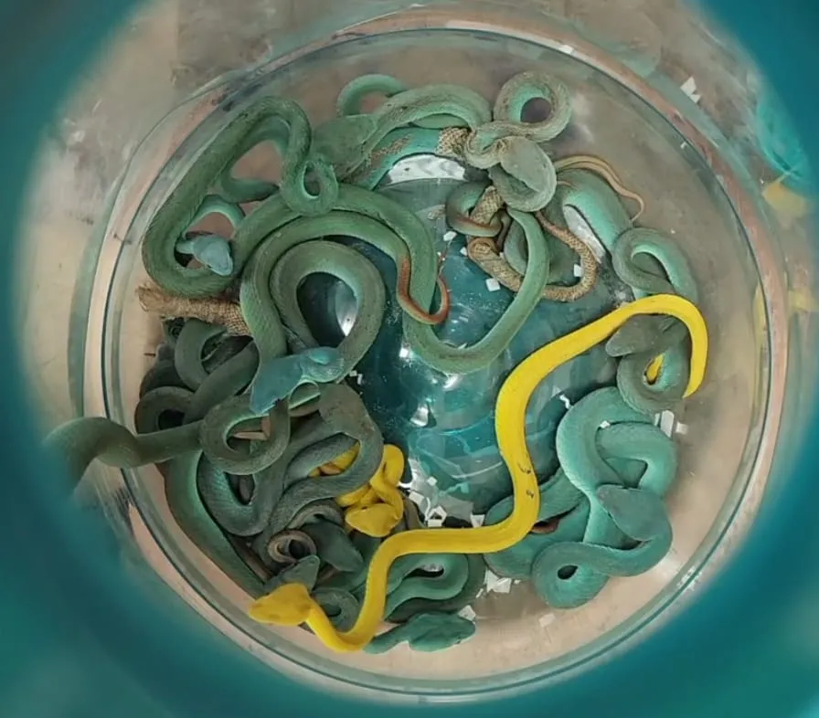 मुंबई : सीमा शुल्क अधिकारियों ने प्रतिबंधित सामान बरामद किया