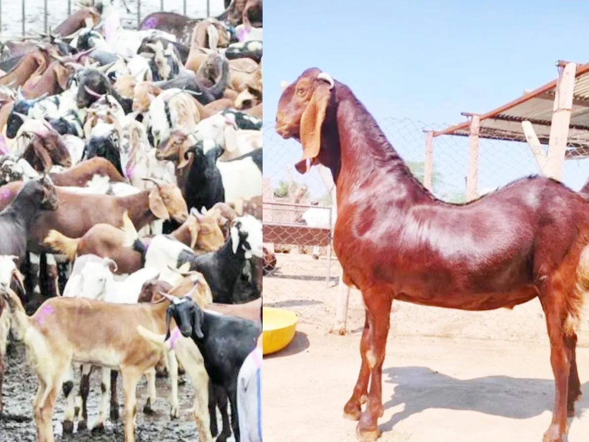 मुंबई : देवनार मंडी 35 लाख रुपये की कीमत वाले बकरे की खूब चर्चा