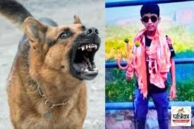 नागपुर : 12 वर्षीय बच्चा आवारा कुत्ते से बचने की कोशिश में इमारत की छठी मंजिल से गिरकर दर्दनाक मौत