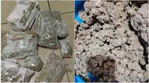 मुंबई :  33.355 किलो हाइड्रोपोनिक गांजा जब्त; 8 लोग गिरफ्तार