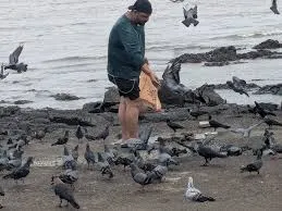 मुंबई: प्रतिबंध के बावजूद कबूतरों को दाना डालने वाले लोगों के खिलाफ कड़ा रुख; न्यायालय की अवमानना की कार्रवाई की जाएगी