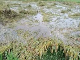 महाराष्ट्र : बारिश से 20.12 लाख एकड़ फसल बर्बाद...  इस जिले में हालात गंभीर, सरकार ने किया बड़ा ऐलान