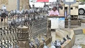 मुंबई: कबूतरों को दाना डालने पर अब तक 142 लोगों पर जुर्माना; 68,700 रुपये वसूले