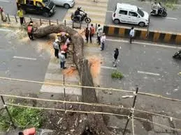 माहिम इलाके में टैक्सी पर पेड़ गिर जाने से चालक घायल 