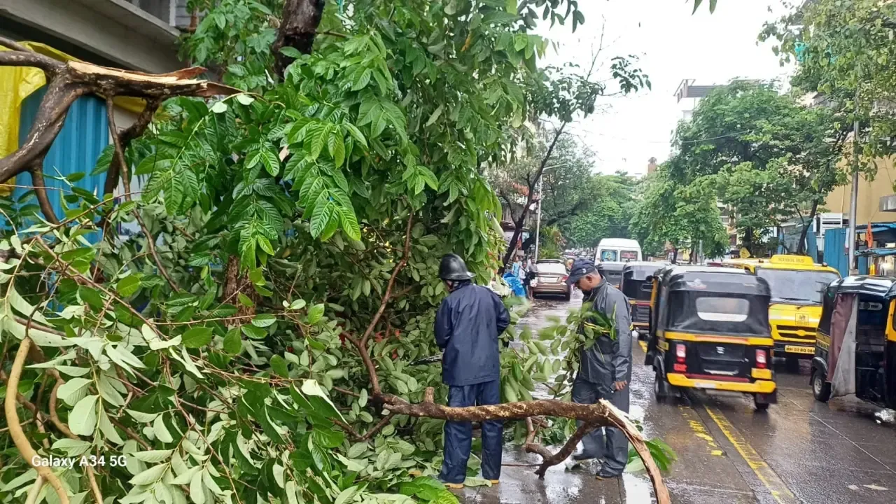 ठाणे : भारी बारिश और तेज हवाओं के कारण ठाणे म्युनिसिपल कॉर्पोरेशन क्षेत्र में 44 पेड़ और 6 शाखाएं गिर गईं