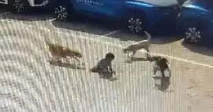 कल्याण:  आवारा कुत्तों के हमले में एक छोटे लड़के समेत पाँच लोग घायल