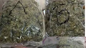 मुंबई : ट्रॉली बैग से 2.624 किलो हाइड्रोपोनिक वीड बरामद; दो यात्री गिरफ्तार 