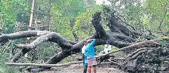   यवतमाल : किसान का दावा बड़े विवाद का कारण बन गया; 5 करोड़ का दावा निकला झूठा 