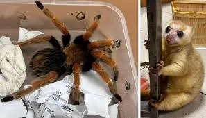 मुंबई : छत्रपति शिवाजी महाराज अंतरराष्ट्रीय हवाई अड्डे  पर अंतरराष्ट्रीय नशा और वन्यजीव तस्करी के कई मामलों का पर्दाफाश