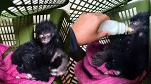 मुंबई: एयरपोर्ट पर कस्टम विभाग ने बड़ी कार्रवाई; बैंकॉक से भारत आए विदेशी यात्री के बैग में दो सिलवरी गिबन यानी लंगूर बरामद