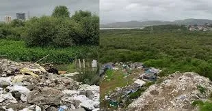 मीरा-भायंदर सिविक एडमिनिस्ट्रेशन ने राज्य के फॉरेस्ट डिपार्टमेंट से की अपील; 14 हेक्टेयर मैंग्रोव ज़मीन का प्रोटेक्टेड फॉरेस्ट स्टेटस हटा दे