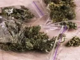 नवी मुंबई : कलंबोली में गांजा रैकेट का भंडाफोड़; क्राइम ब्रांच ने चार लोगों को किया गिरफ्तार 