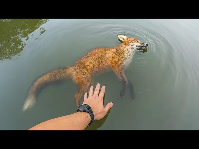 ठाणे : खुले पानी के टैंक में गिरने के बाद जंगली लोमड़ी को बचाया गया