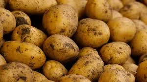 मुंबई : श्रीलंका वाले खाएंगे ब्रज का आलू, पहली बार निर्यात, मुंबई पोर्ट के लिए रवाना हुई हाथरस सेे खेप