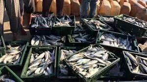 मुंबई : अंधेरी-मरोल में इंटरनेशनल स्टैंडर्ड होलसेल फिश मार्केट की योजना