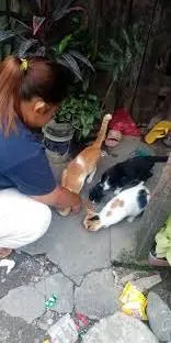 मुंबई : आवारा बिल्लियों को खाना खिला रही महिला को परेशान करने के आरोप में आदमी पर केस दर्ज