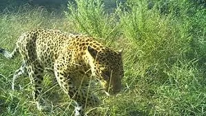 मुंबई : महाराष्ट्र में तेंदुओं को अनुसूची 2 की प्रजाति के रूप में पुनः वर्गीकृत किया जाएगा