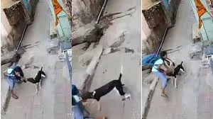 ठाणे : आवारा कुत्ते ने लड़की पर बेरहमी से हमला किया; बच्ची दर्द से चीखती हुई सुनाई दी