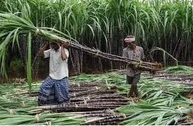 नई दिल्‍ली : 60 साल बाद बदलने जा रहा गन्‍ने से जुड़ा कानून, किसानों को फायदा होगा या नुकसान, एथनॉल उत्‍पादन पर भी असर