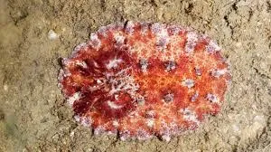 मुंबई : हाजी अली में मिला दुर्लभ समुद्री स्लग, भारत में पहली बार दिखा