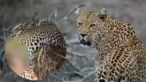 ठाणे : तेंदुआ अभी भी घूम रहा है, लड़के की मौत के बाद जानवरों पर हमला;