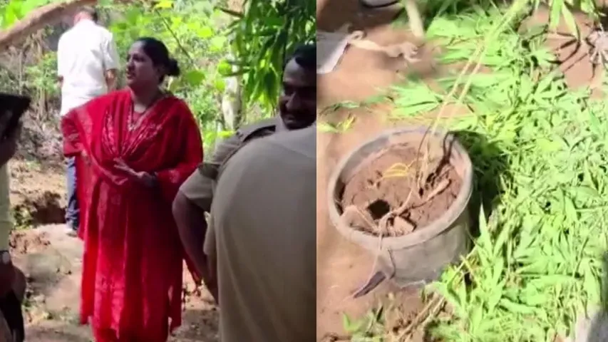 भांडुप में अवैध गांजा खेती का भंडाफोड़, जामिल नगर में कार्रवाई के दौरान वीडियो वायरल