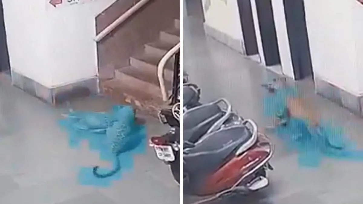 आईआईटी बॉम्बे कैंपस में घुसा तेंदुआ, CCTV में कुत्ते पर हमला करते हुए कैद; इलाके में दहशत