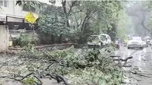 मुंबई : भारी बारिश के दौरान मुकेश अंबानी के काफिले के सामने पेड़ गिरा, बाल-बाल बचे