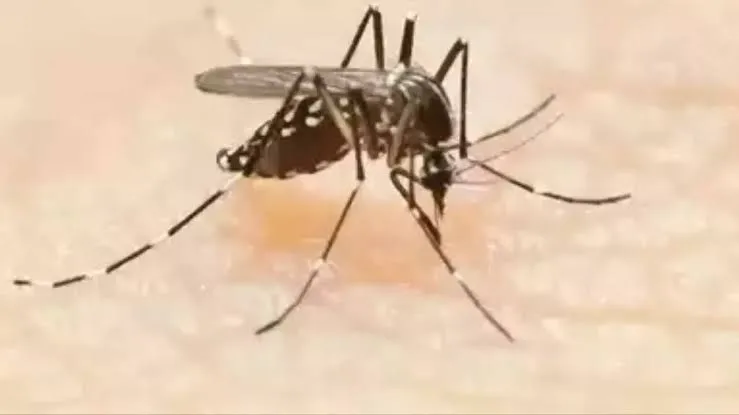 मुंबई में डेंगू-स्वाइन फ्लू के मामले तेजी से बढ़े; बारिश के साथ बढ़ा बीमारियों का खतरा! 