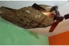 मुम्बई के पुलिस कैंप में घर की छत का प्लास्टर गिरा... परिवार के चार सदस्य घायल