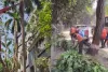 बीएमसी ने सार्वजनिक सुरक्षा के लिए पूरे शहर में मानसून-पूर्व वृक्षों की छंटाई की गतिविधियां शुरू कीं