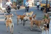 पुणे नगर निगम द्वारा संचालित पशु जन्म नियंत्रण कार्यक्रम में बाधा