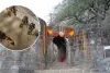 पुणे : ऐतिहासिक शिवनेरी किले में मधुमक्खियों के हमले से अफरा-तफरी मच गई