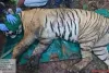 चंद्रपुर स्थित ताडोबा-अंधारी टाइगर रिजर्व में लोकप्रिय बाघ टी-126 (छोटा मटका) को बचा लिया गया