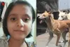 मुंबई : 6 महीने पहले कुत्ते ने बच्ची को मारी थी खरोच, इंजेक्शन के डर से मासूम ने नहीं लगवाया टीका, अब मौत