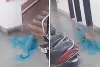 आईआईटी बॉम्बे कैंपस में घुसा तेंदुआ, CCTV में कुत्ते पर हमला करते हुए कैद; इलाके में दहशत