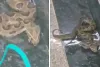 मुंबई मेट्रो 3 के BKC स्टेशन में दिखा भारत का सबसे जहरीला सांप 'रसेल वाइपर', प्यास से बेहाल सांप को पानी पिलाकर किया गया रेस्क्यू