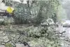 मुंबई : भारी बारिश के दौरान मुकेश अंबानी के काफिले के सामने पेड़ गिरा, बाल-बाल बचे