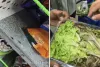 मुंबई: एफडीए ने 86 ऑनलाइन खाद्य प्रतिष्ठानों का निरीक्षण किया, 14 लाइसेंस निलंबित किए