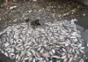 ऐरोली खाड़ी में मरी हुई मछलियों का ढेर... मछुआरों के सामने भुखमरी की नौबत 