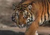महाराष्ट्र /  चंद्रपुर जिले में पकड़ा गया आदमखोर बाघ... बना चुका था 6 लोगों को अपना शिकार
