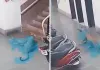 आईआईटी बॉम्बे कैंपस में घुसा तेंदुआ, CCTV में कुत्ते पर हमला करते हुए कैद; इलाके में दहशत