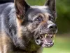 नोएडा में कुत्ते ने काटा तो 10 हजार जुर्माने के साथ इलाज का खर्च भी देगा मालिक, पालतू जानवरों के लिए नए नियम जानिए...