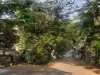 डोंबिवली एमआईडीसी आवासीय क्षेत्र में सड़क के लिए कटेंगे पेड़....