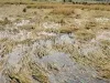 यवतमाल में बेमौसम बारिश का कहर... जनजीवन प्रभावित, किसानों की फिर बढ़ी चिंता
