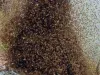 महाराष्ट्र के चंद्रपुर में मधुमक्खियों का आतंक...  टूरिस्टों पर किया हमला, 2 की मौत और 5 घायल