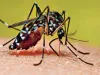 महाराष्ट्र में मच्छरों का काफी आतंक... हर घंटे दो लोगों को होता है डेंगू