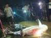 पालघर में मछली पकड़ने वाले युवक का खूंखार शार्क ने काटा पैर... 